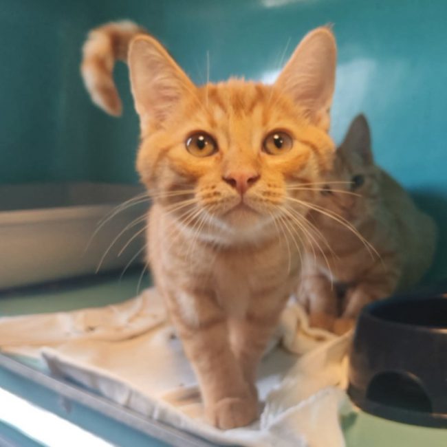 Craquant - Chat Européen à adopter