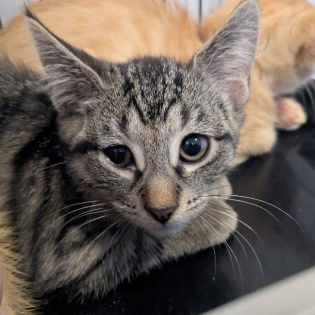 Brenda - Chat Européen à adopter