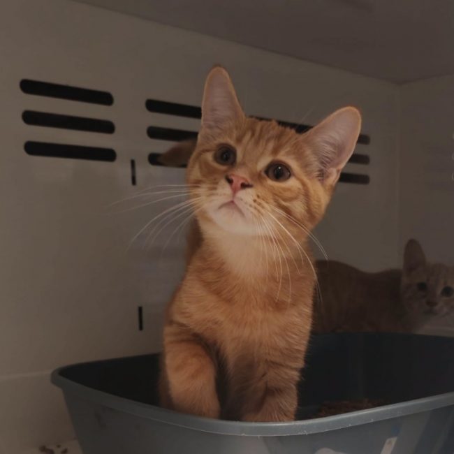 Charmant - Chat Européen à adopter