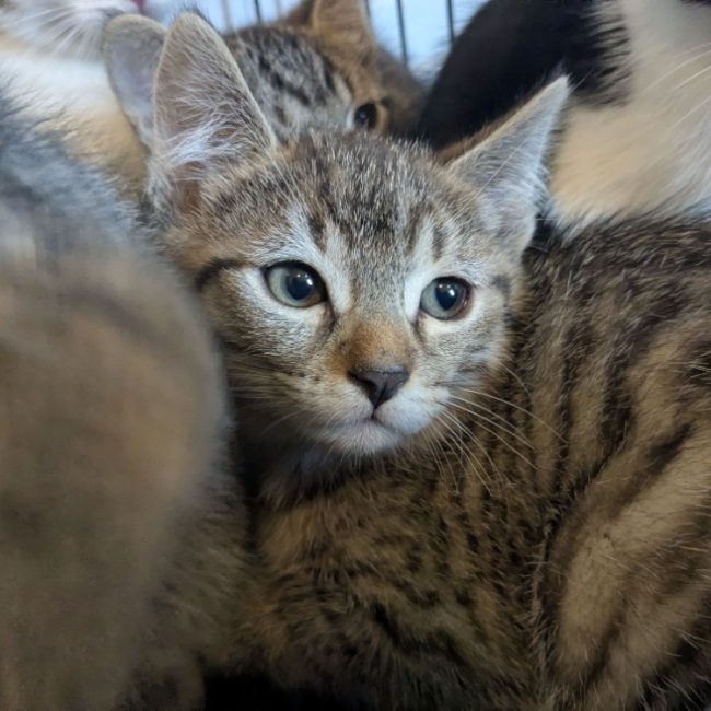 Joey - Chat Européen à adopter