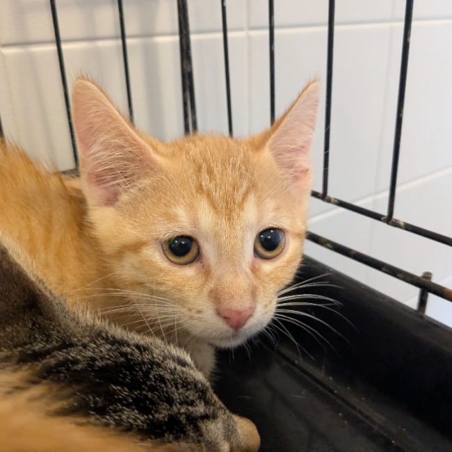 Mitch - Chat Européen à adopter