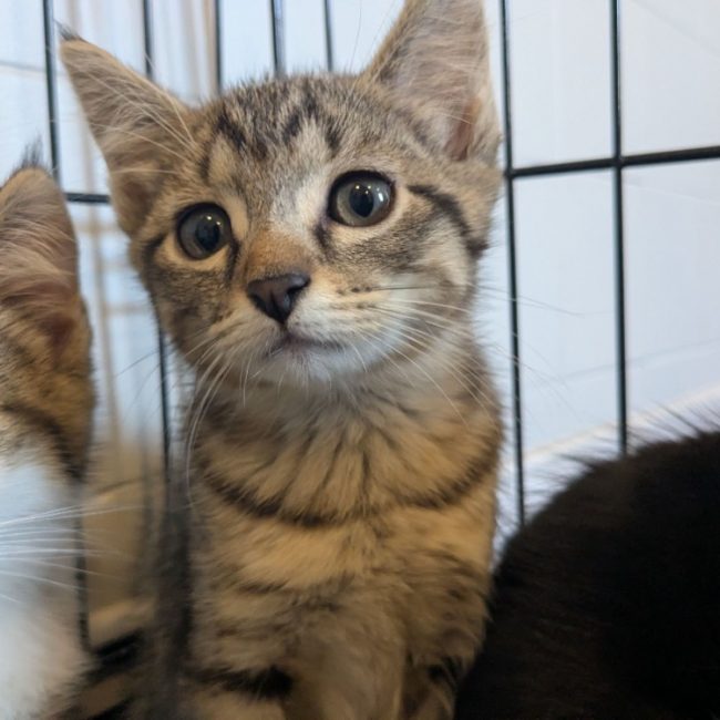Gina - Chat Européen à adopter