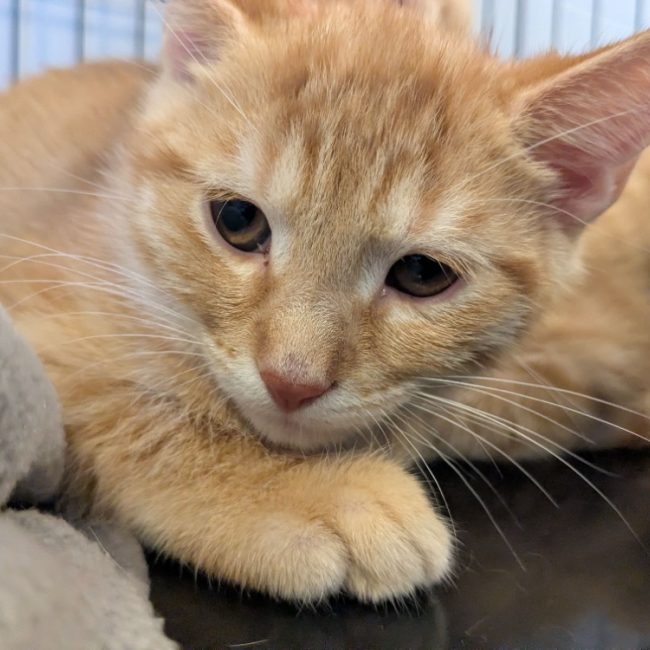Will - Chat Européen à adopter