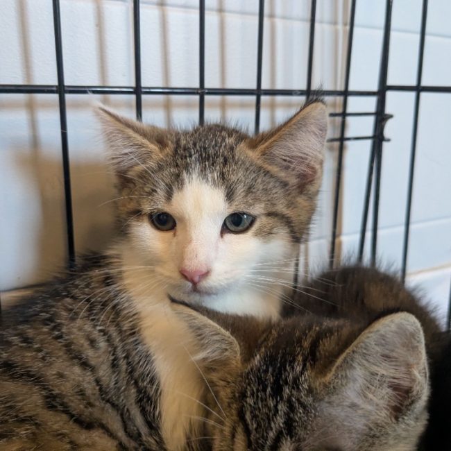 Chandler - Chat Européen à adopter