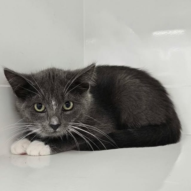 Pipper - Chat Européen à adopter