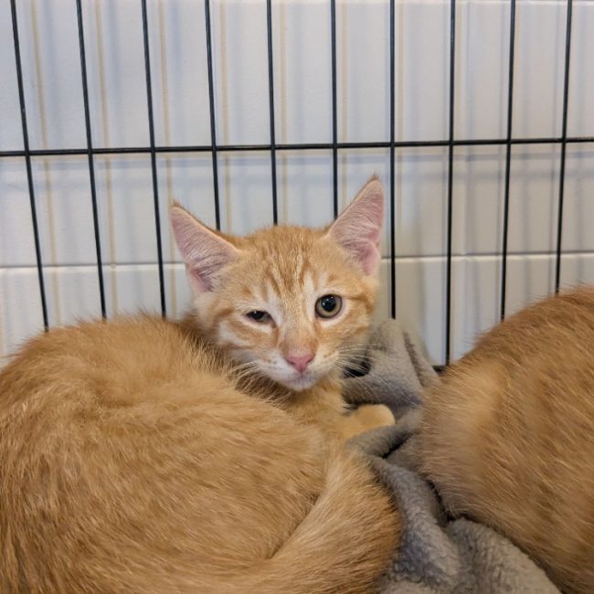 Leo - Chat Européen à adopter