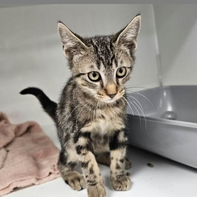 Riri - Chat Européen à adopter