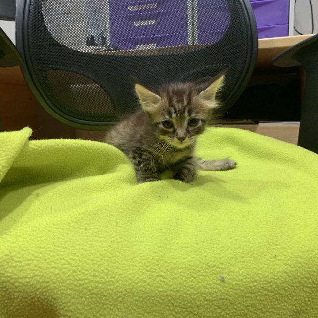 Helios - Chat Européen à adopter