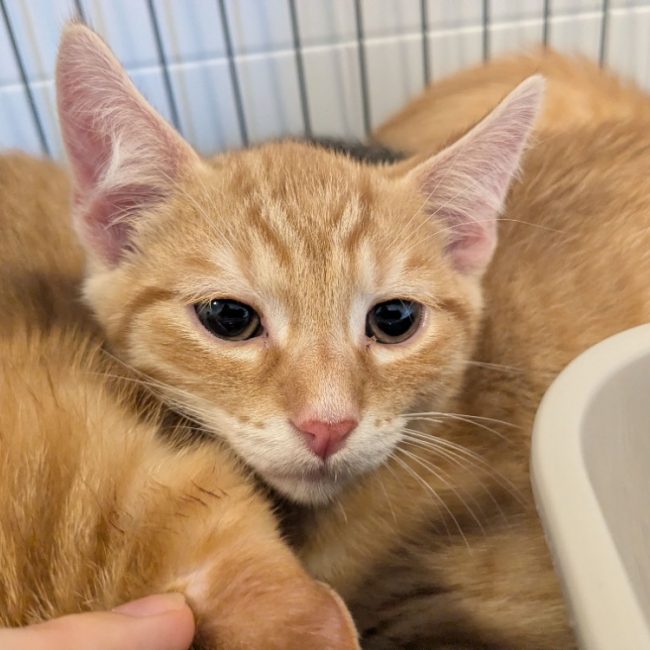 Spike - Chat Européen à adopter