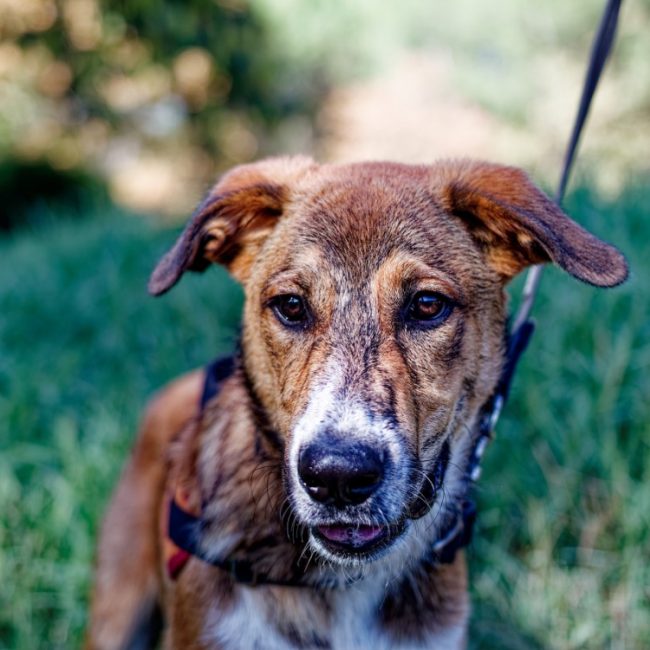 Baïko - Chien à adopter