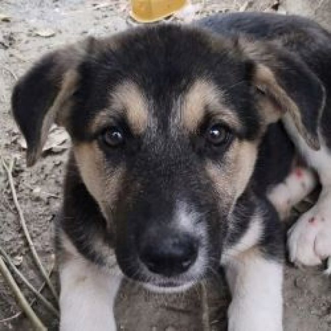 Faustine - Chien à adopter