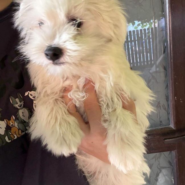 Aris - Chien à adopter