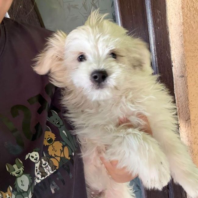 Zorro - Chien à adopter