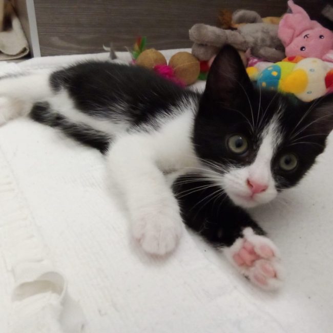 Opale - Chat à adopter