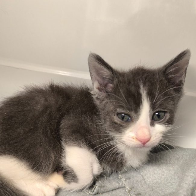 Aaron - Chat Européen à adopter