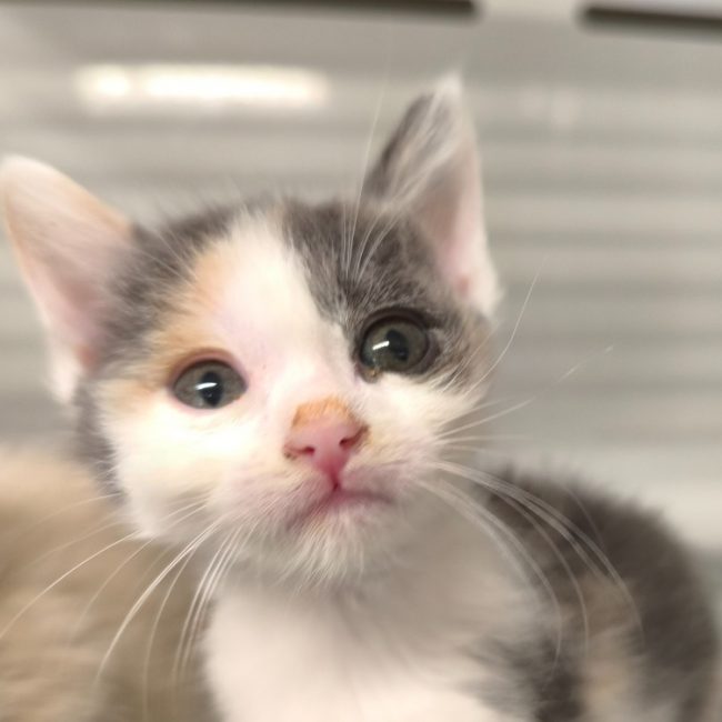 Anna - Chat Européen à adopter