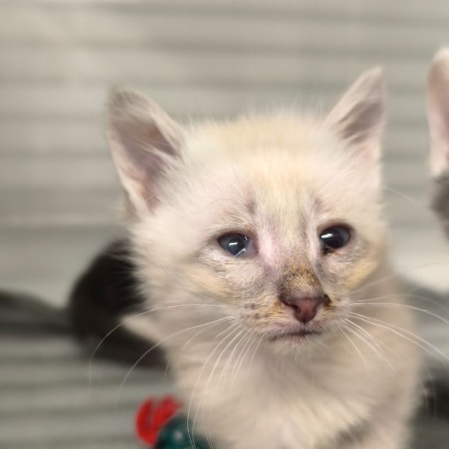Charlie - Chat Européen à adopter
