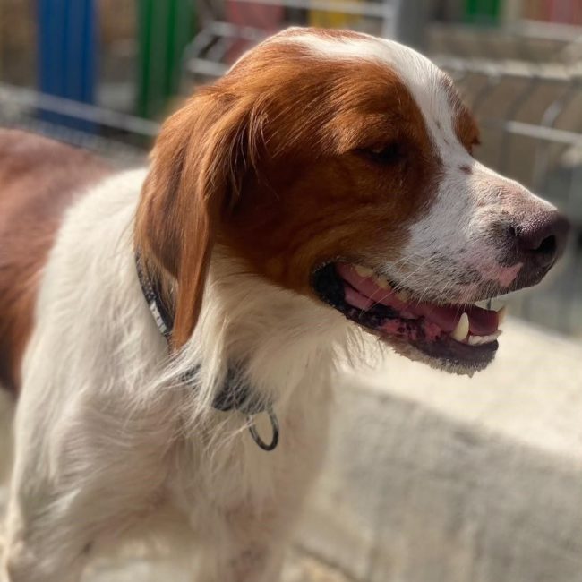 Sol - Chien Epagneul Breton à adopter