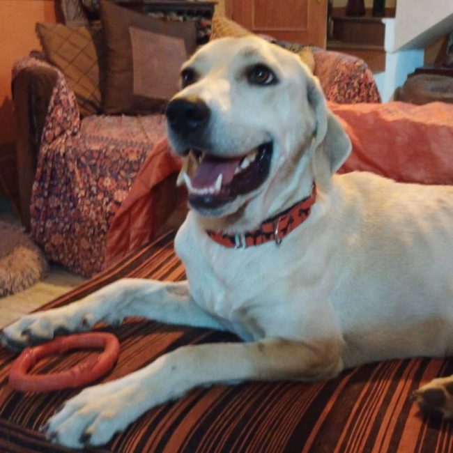 Elsie - Chien à adopter