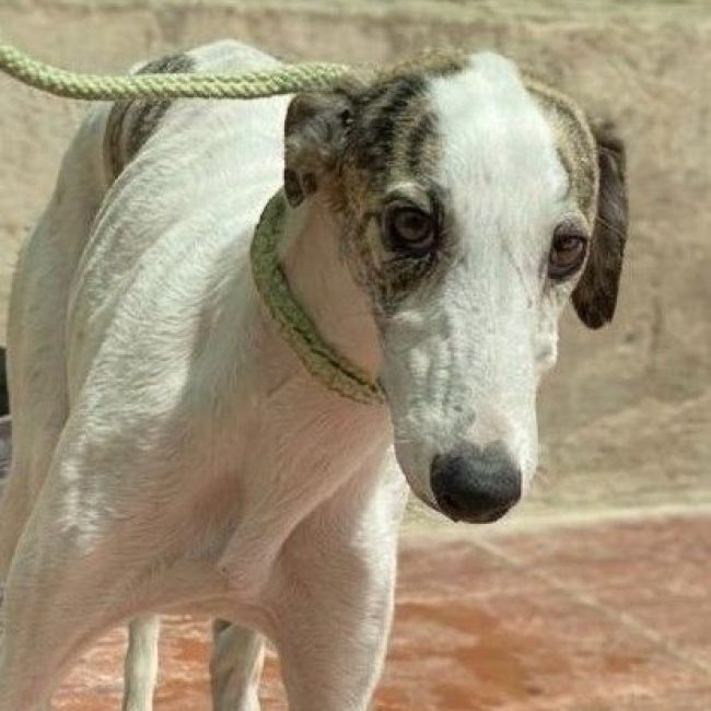 Romy - Chien Galgo à adopter