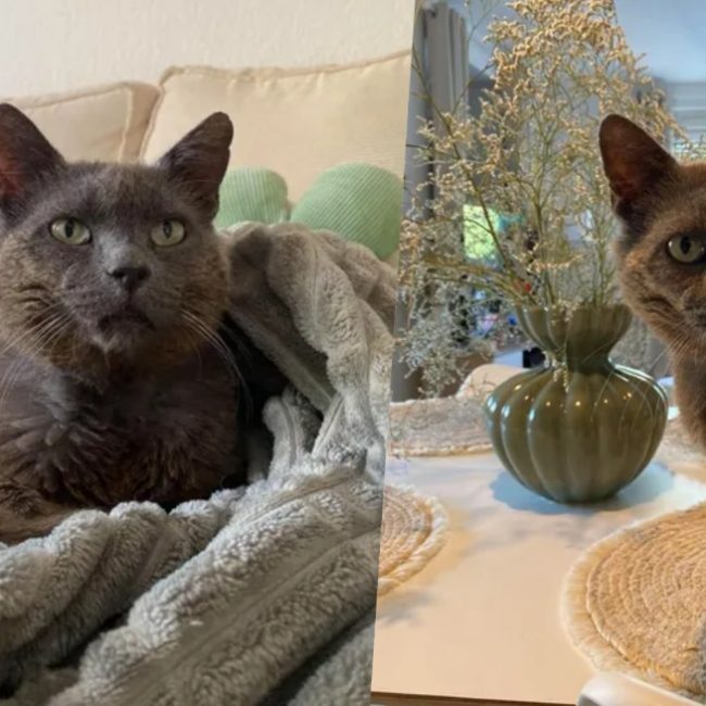 Eden chez camille campos - Chat Européen à adopter