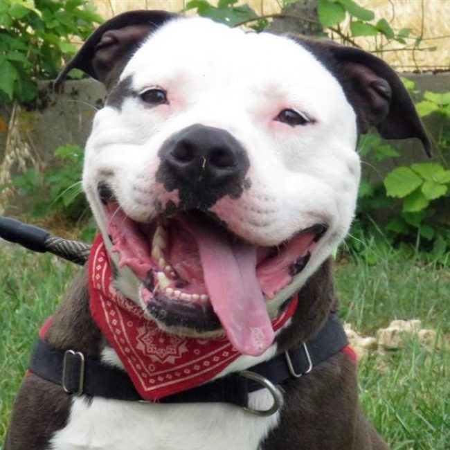 Bip bip - Chien à adopter