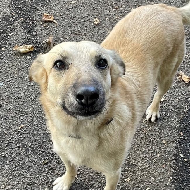 Pouk - Chien à adopter