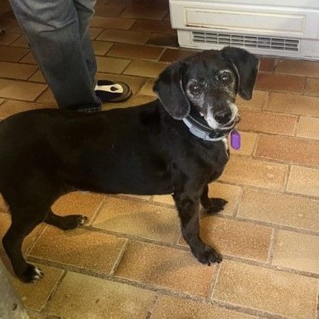 BIMON - Chien à adopter