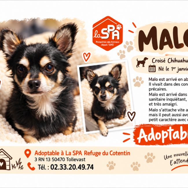 Malo - Chien à adopter