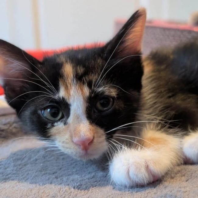VICTORIA - Chat Européen à adopter