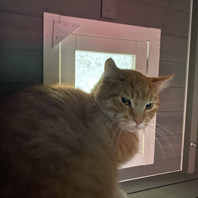 Olaf