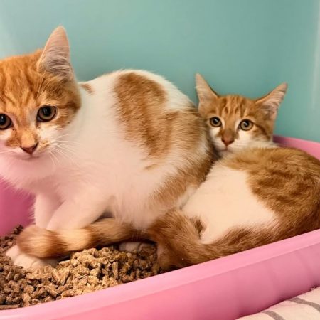 Alonzo - Chat Européen à adopter