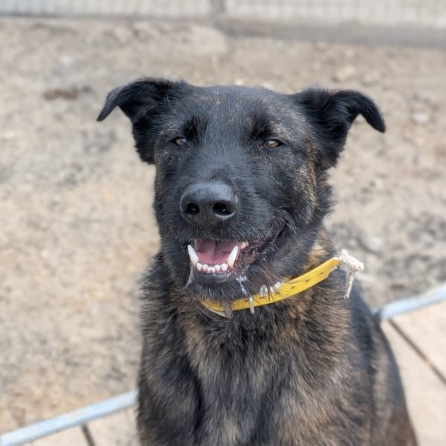 Topaze - Chien à adopter