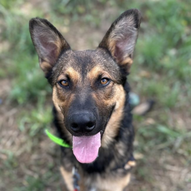 Arlo - Chien à adopter