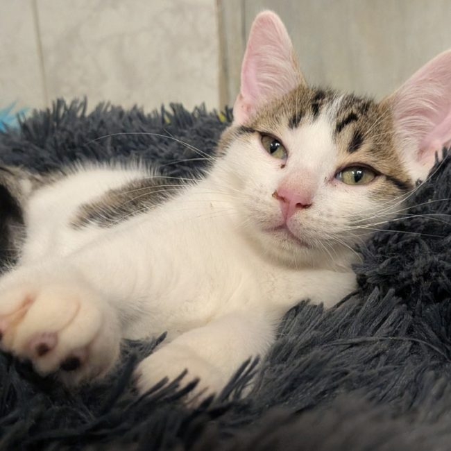 MeÏ - Chat Européen à adopter