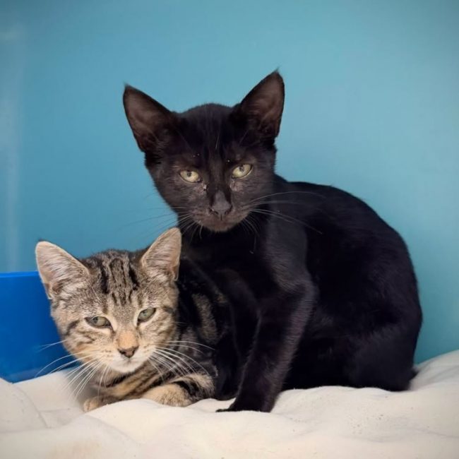 Nougatine - Chat Européen à adopter