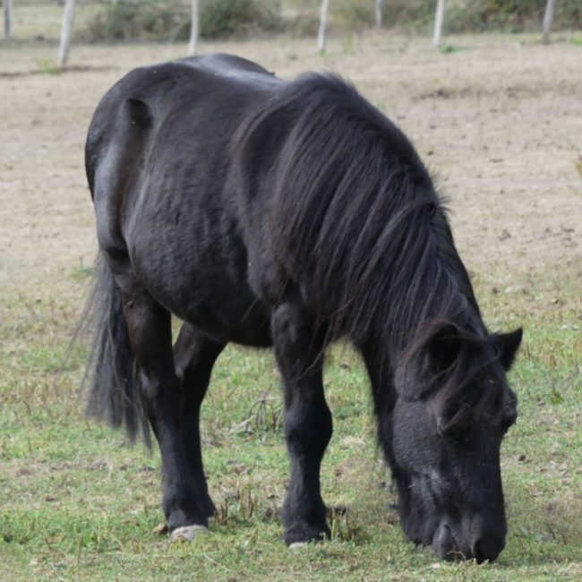 Prince noir - Equidé Poney à adopter