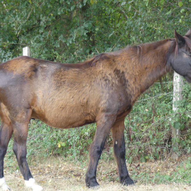 Omaley des bruleries