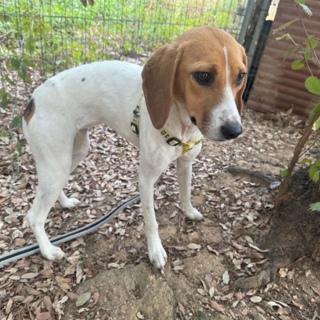Tania - Chien à adopter