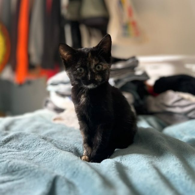 Roubine alias millie