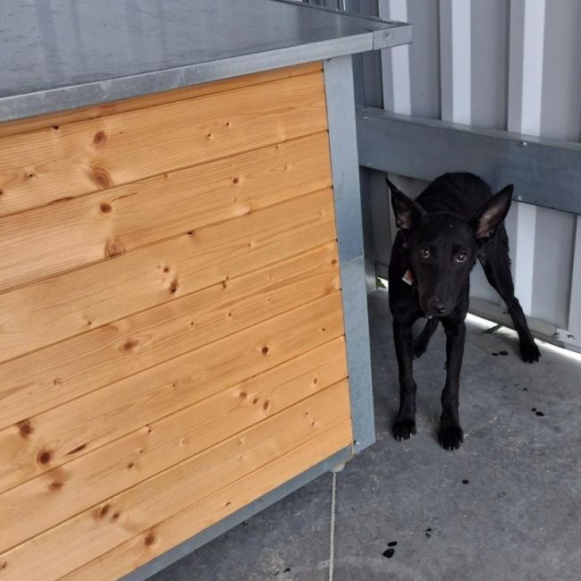 Bayane - Chien à adopter