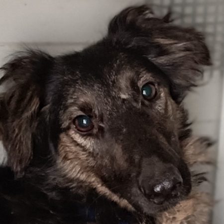 Nakara - Chien à adopter