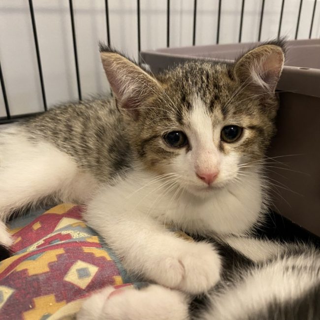 Jake - Chat Européen à adopter