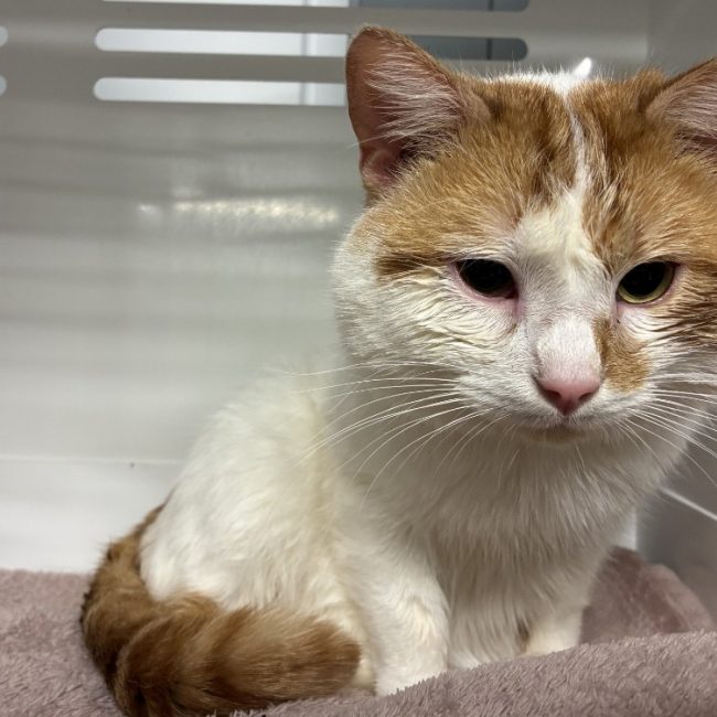 Haribo - Chat Européen à adopter