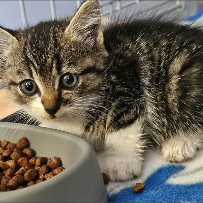Chaton tigré blanc novito - Chat Européen à adopter
