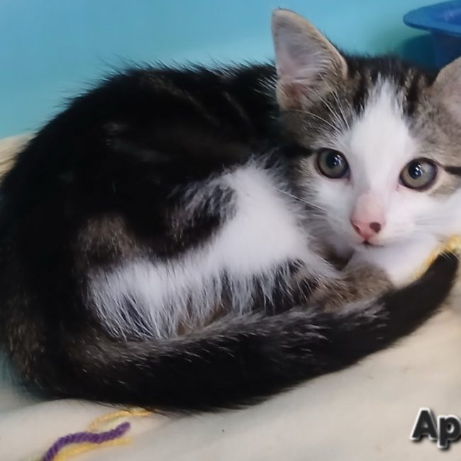 Apollo - Chat Européen à adopter