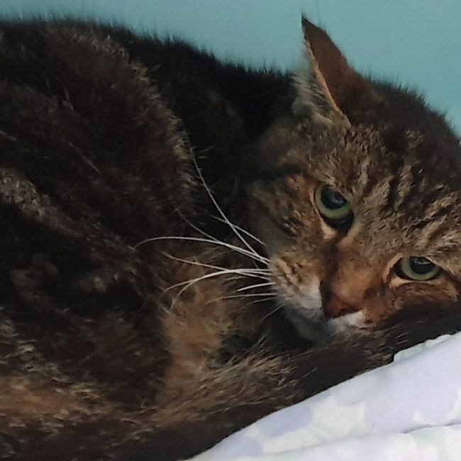 O'maley - Chat Européen à adopter