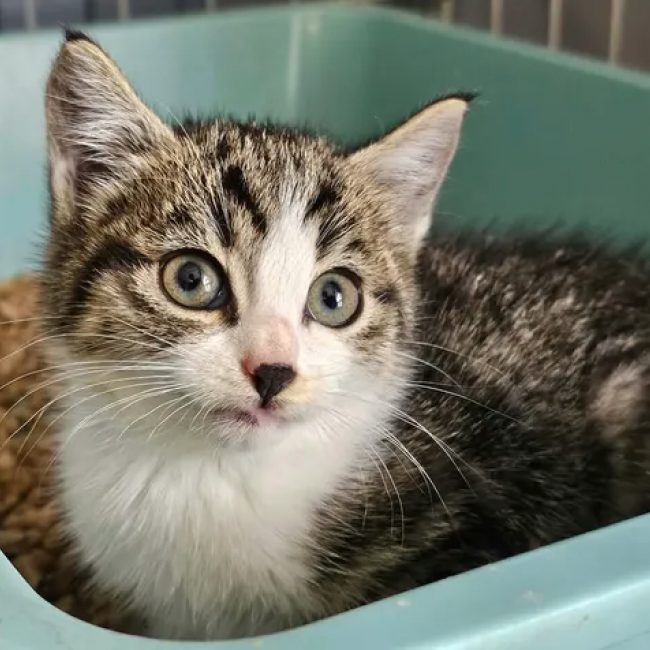 Chaton tigré blanc novita - Chat Européen à adopter