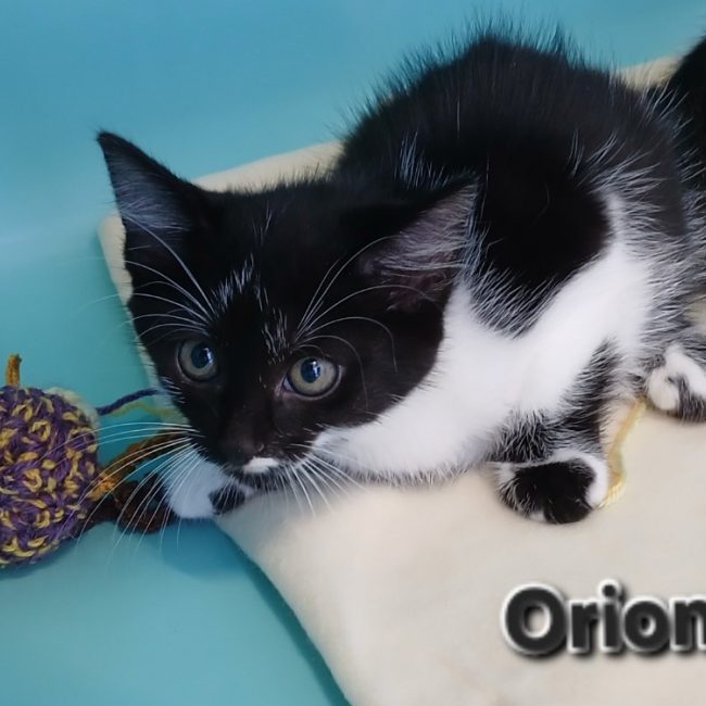 Orion - Chat Européen à adopter