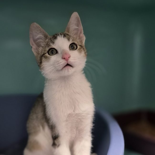 Pixar - Chat Européen à adopter